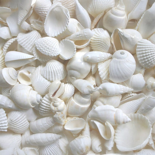 Premium shell mix white medium  (kg)