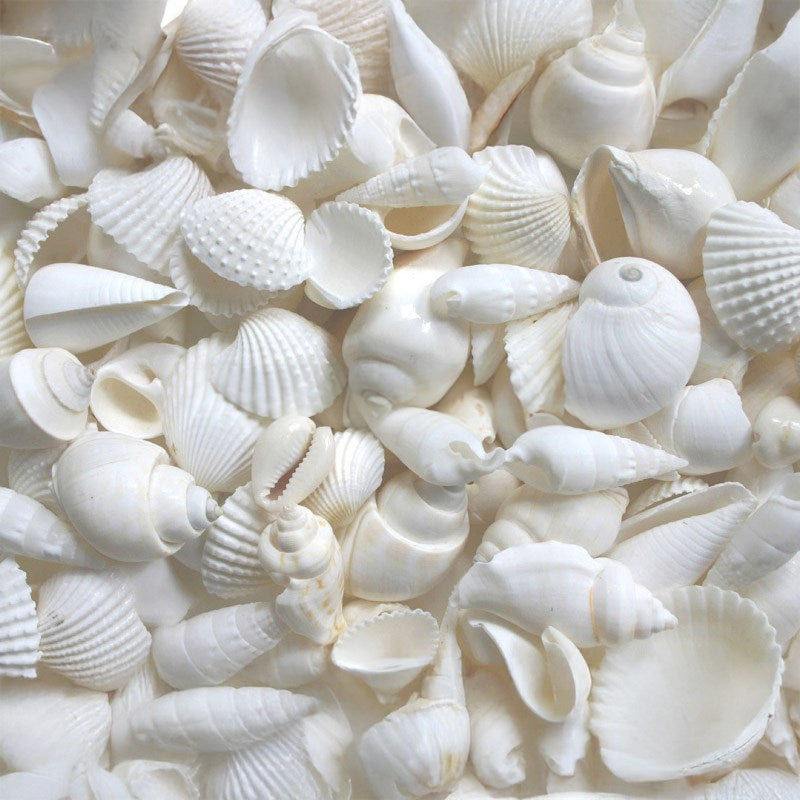 Premium shell mix white medium (kg)