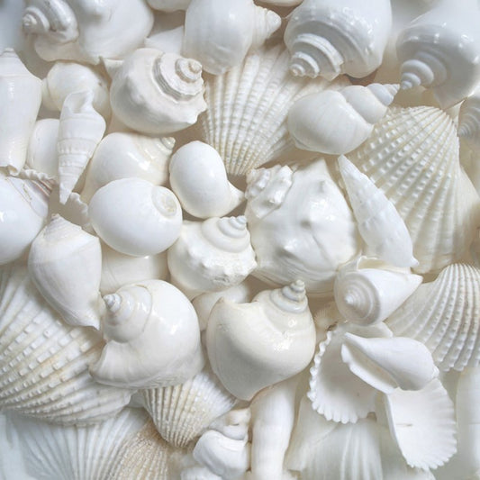 Premium shell mix white large  (kg)