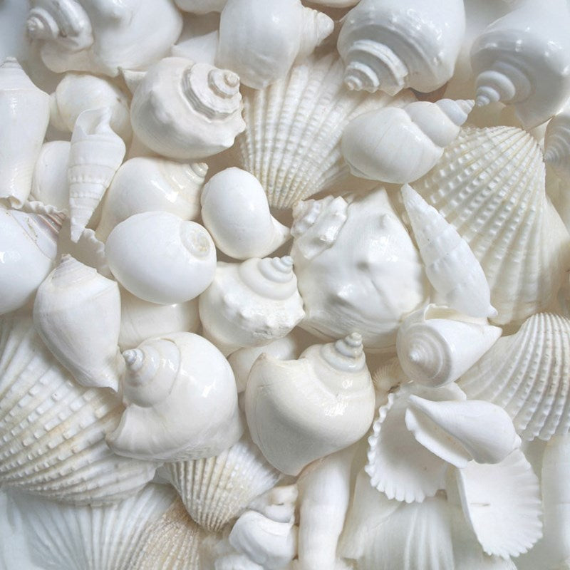 Premium shell mix white large (kg)