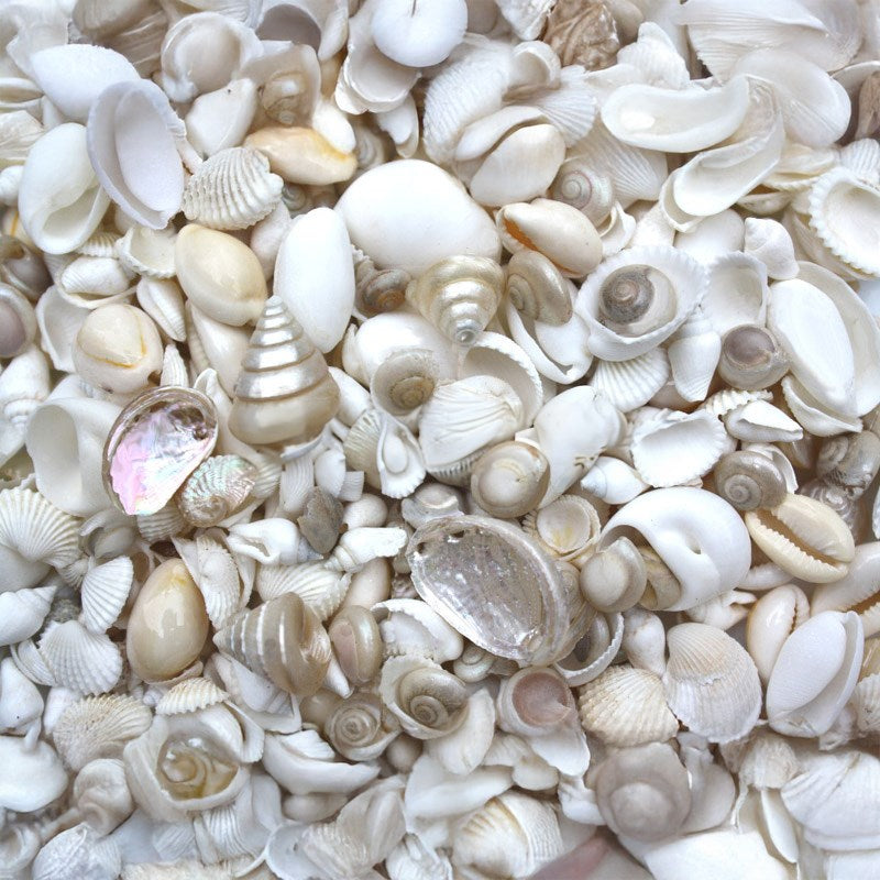 Premium shell mix white and pearl small (kg)