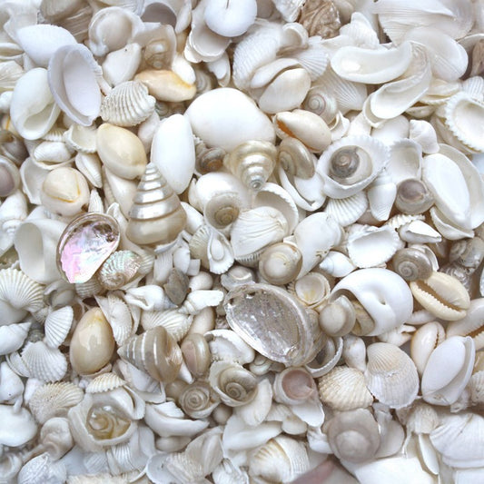 Premium shell mix white and pearl small  (kg)