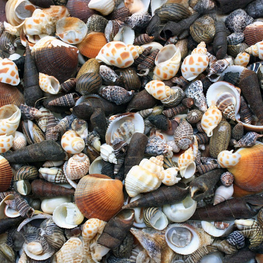 Premium shell mix black white tan cream small  (kg)