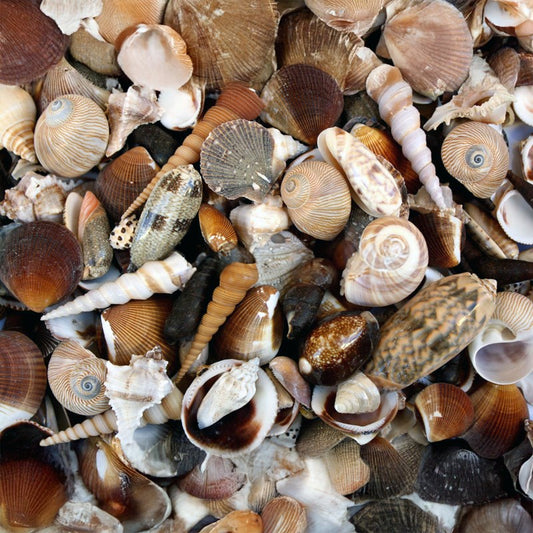 Premium shell mix black white tan cream medium  (kg)