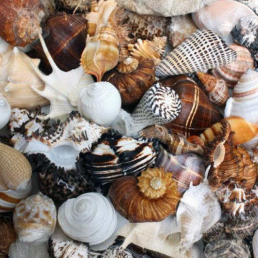 Premium shell mix black white tan cream extra large  (kg)