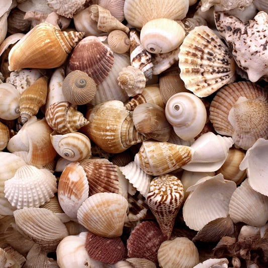 Premium shell mix cream tan and white small-medium  (kg)