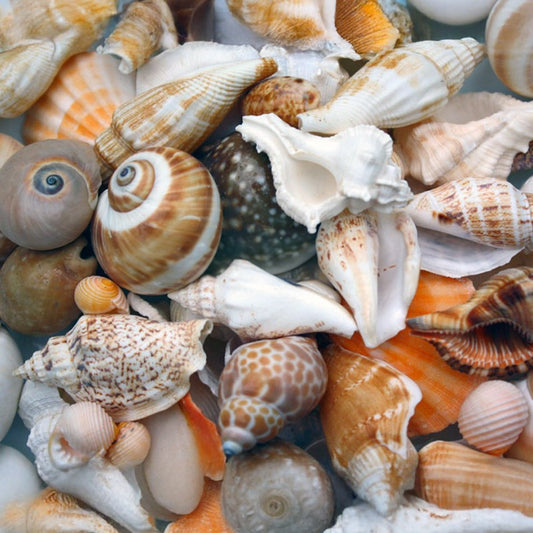 Premium shell mix cream tan white large  (kg)