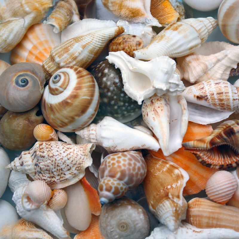 Premium shell mix cream tan white large (kg)
