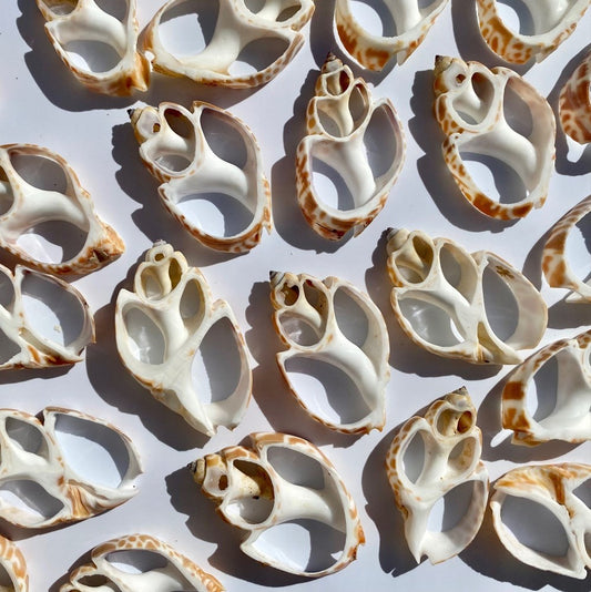 Babylonia spirata centre cut