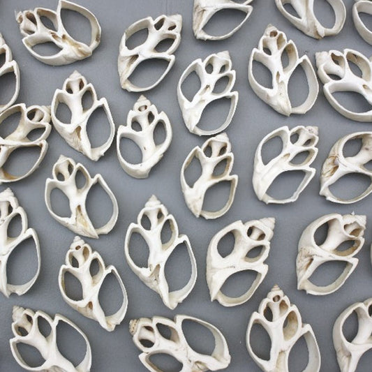 Babylonia spirata white centre cut