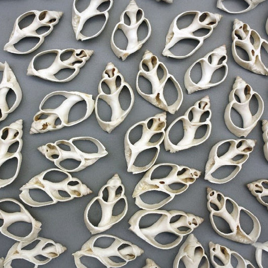 Babylonia zeylanica white centre cut