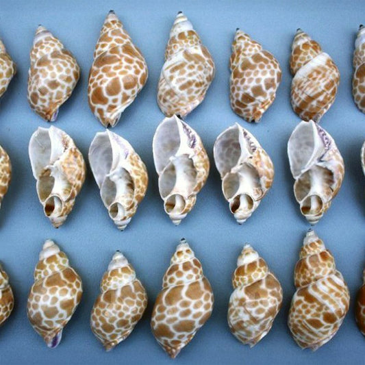 Babylonia zeylanica side cut