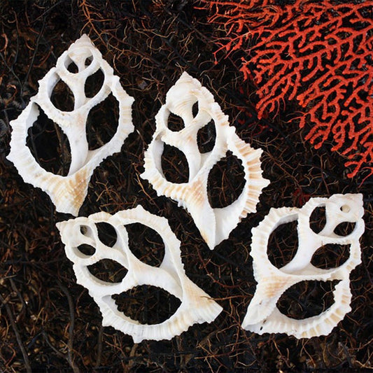 Bursa rana white centre cut