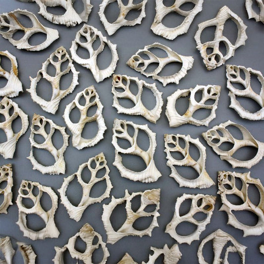 Bursa crumena white centre cut