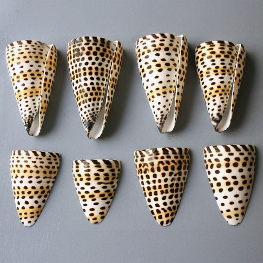 Conus litteratus sliced