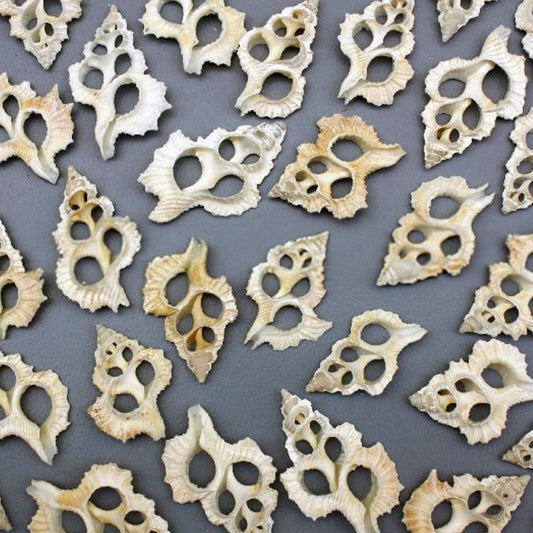 Apollon perca centre cut