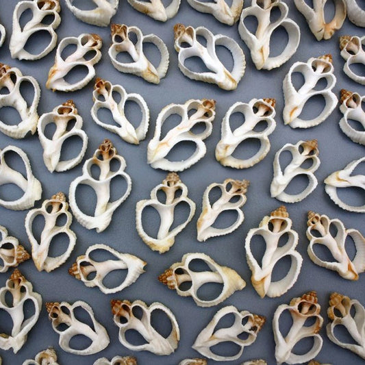 Cantharus tranquebaricus centre cut