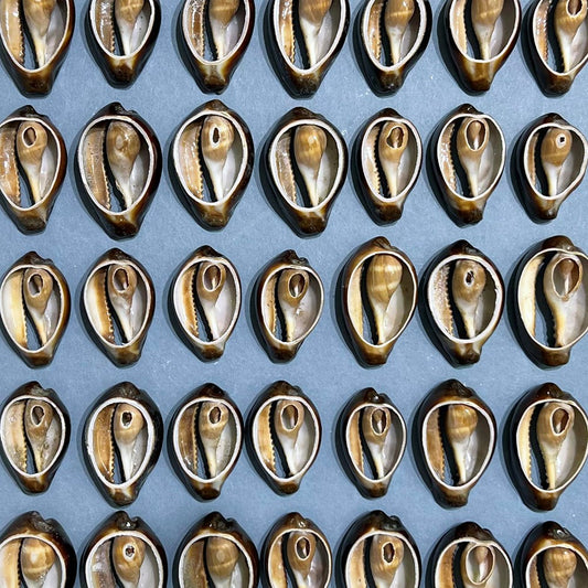 Cypraea onyx top cut