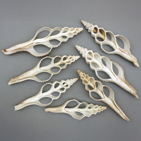 Fusinus colus extra large centre cut