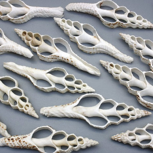 Fusinus nicobaricus centre cut