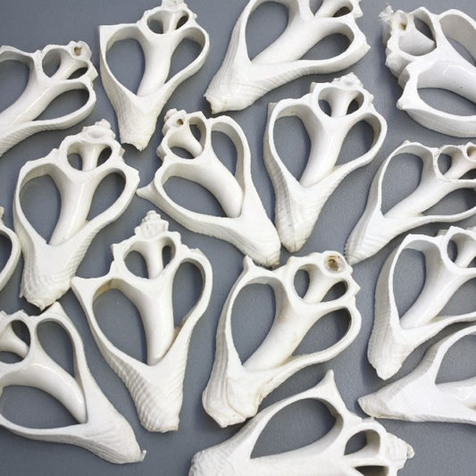 Hemifusus cochilidium white centre cut