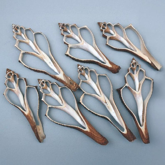 Hemifusus ternatus tan centre cut