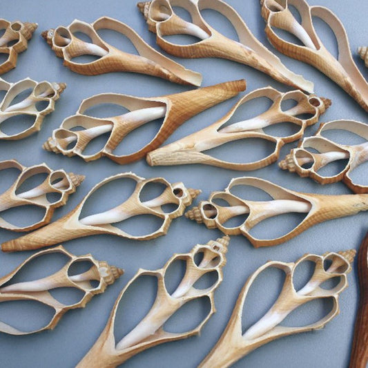 Hemifusus ternatus cream centre cut