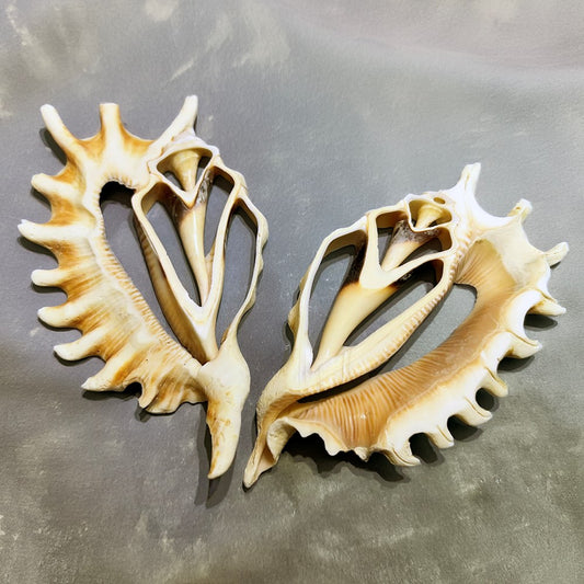 Lambis millipeda centre cut