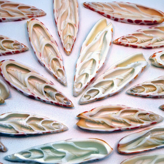 Melongena pugilina white centre cut