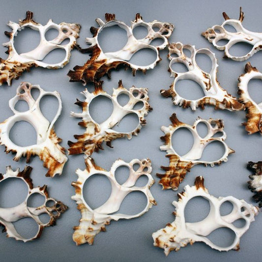 Murex endivia centre cut