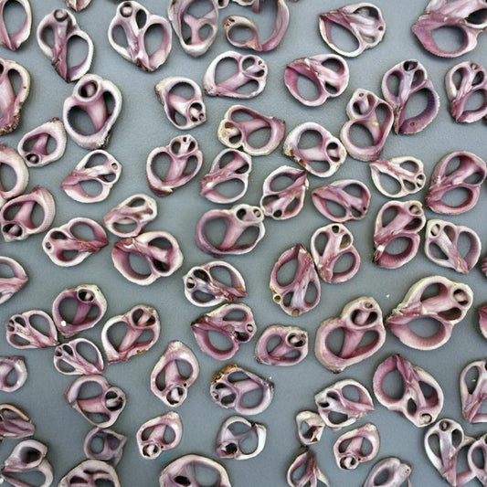 Neritina violacea centre cut