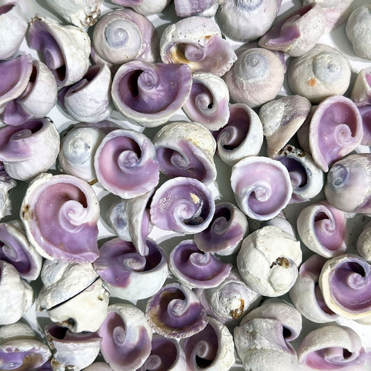 Neritina violacea cross cut