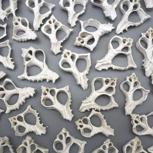 Murex virgineus white centre cut