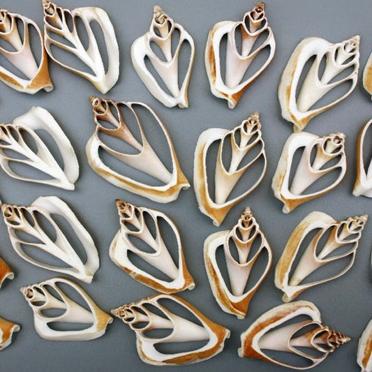 Strombus canarium centre cut