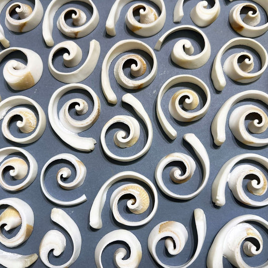 Strombus canarium white cross cut