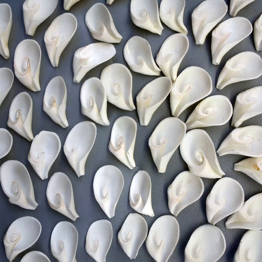 Strombus canarium white flower cut