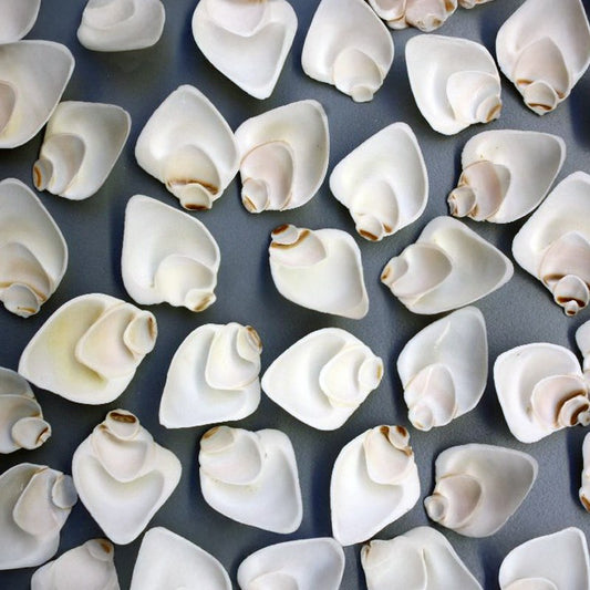 Strombus canarium white side cut