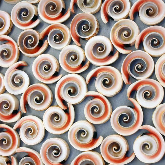 Strombus luhuanus cross cut closed