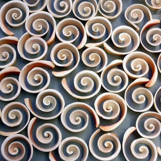 Strombus luhuanus cross cut open