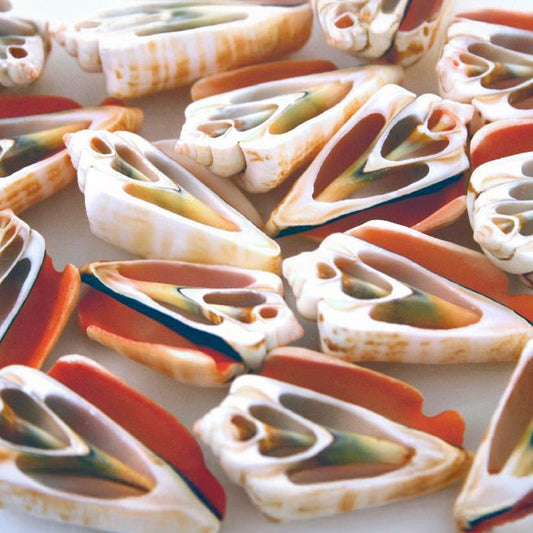 Strombus luhuanus centre cut