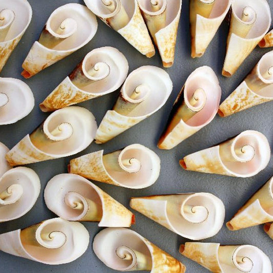 Strombus luhuanus flower cut