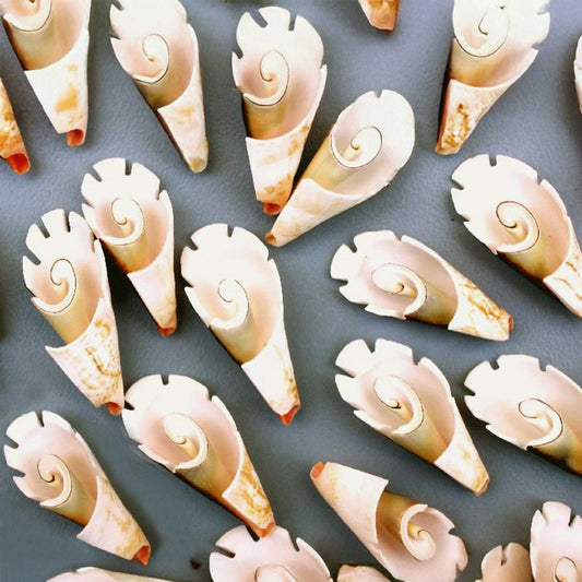 Strombus luhuanus flower cut grooved