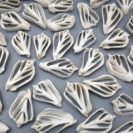 Strombus marginatus white centre cut