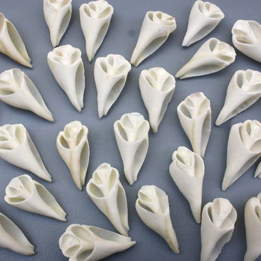 Strombus urceus white flower cut