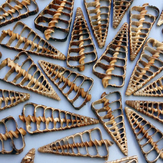 Telescopium centre cut