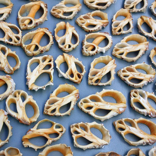 Thais mancinella orange centre cut