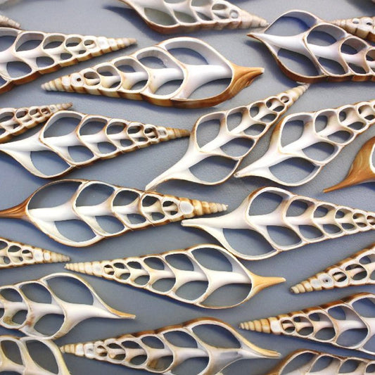 Tibia curta centre cut tan