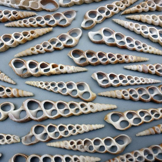 Turritella duplicata pink centre cut