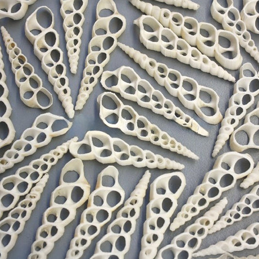 Turritella duplicata white centre cut