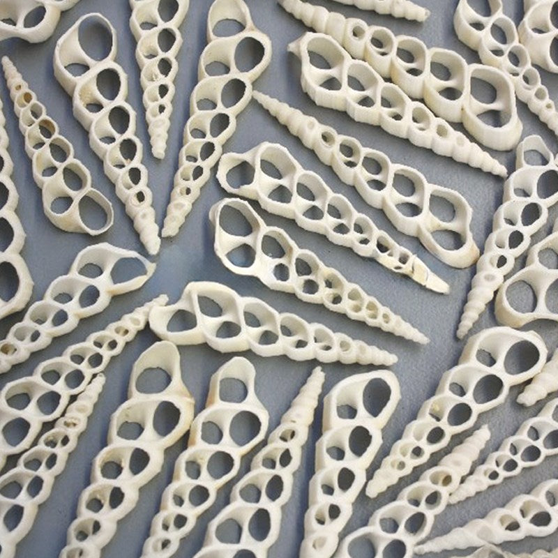 Turritella duplicata white centre cut
